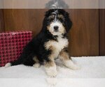 Puppy 3 Bernedoodle