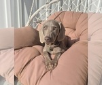 Small #3 Weimaraner