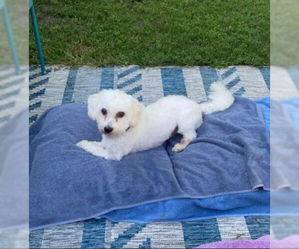 Medium Photo #2 Coton de Tulear Puppy For Sale in St. Louis Park, MN, USA