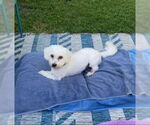 Small #1 Coton de Tulear