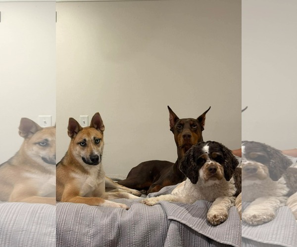 Medium Photo #5 Mutt Puppy For Sale in Westwood, NJ, USA