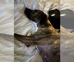 Small Photo #3 Labrador Retriever-Plott Hound Mix Puppy For Sale in Atlanta, GA, USA