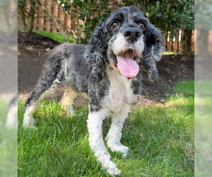 Angel - Female Cocker Spaniel Dog for Adoption - Photo #6
