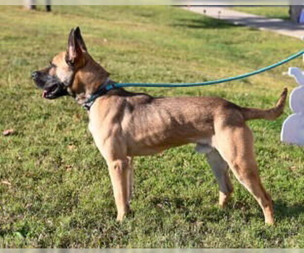 Medium Photo #5 Mutt Puppy For Sale in Glen Allen, VA, USA