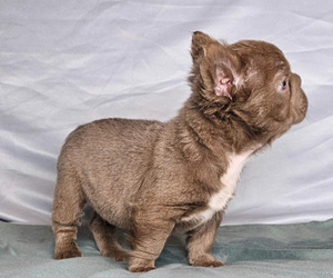 French Bulldog Puppy for sale in LONG BEACH, CA, USA