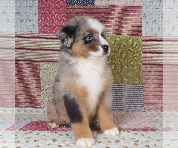 Medium Photo #8 Miniature Australian Shepherd Puppy For Sale in HARRISON, OH, USA