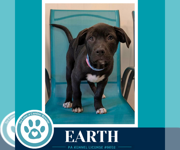 Medium Photo #3 Labrador Retriever-Unknown Mix Puppy For Sale in Kimberton, PA, USA