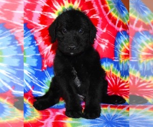 Australian Labradoodle Puppy for sale in ASPERMONT, TX, USA