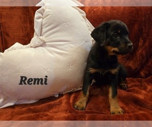 Rottweiler Puppy for sale in SAINT CHARLES, MO, USA