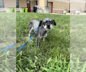 Poodle (Miniature)-Unknown Mix Dogs for adoption in Derwood, MD, USA