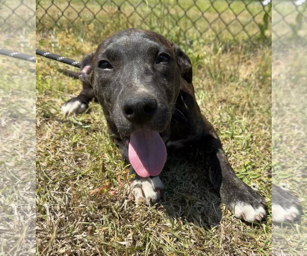 Medium Photo #2 Mutt Puppy For Sale in Tarrytown, GA, USA