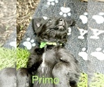 Small Photo #1 Labradoodle Puppy For Sale in CANTON, OH, USA