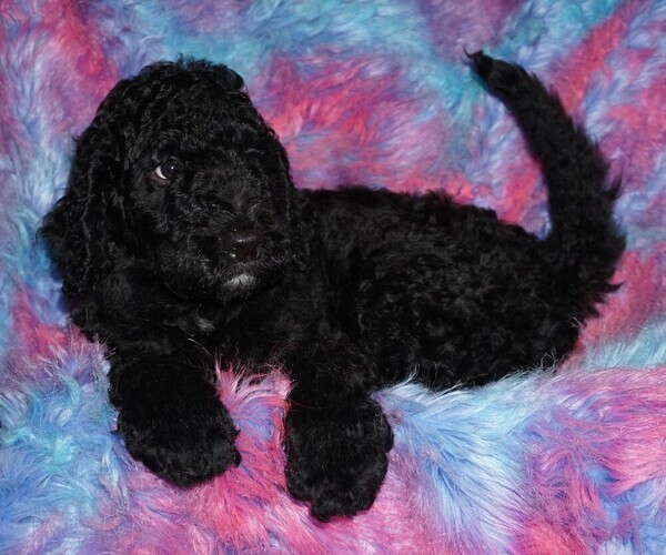 Medium Photo #6 Labradoodle Puppy For Sale in LA HABRA, CA, USA
