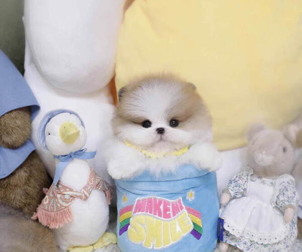 Medium Photo #5 Pomeranian Puppy For Sale in Seoul, Seoul, Korea, South