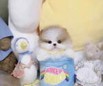 Small #4 Pomeranian