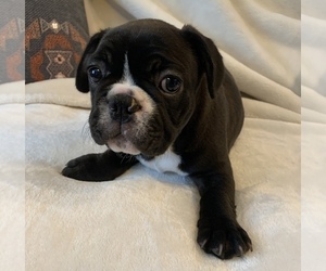 French Bulldog Puppy for sale in JOHNS ISLAND, SC, USA