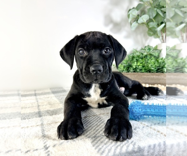 Medium Photo #5 Cane Corso Puppy For Sale in GREENFIELD, IN, USA