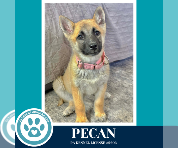 Medium Photo #2 Mutt Puppy For Sale in Kimberton, PA, USA