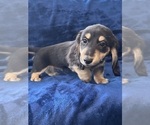 Small #12 Dachshund