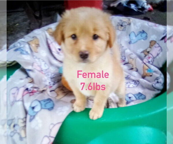 Medium Photo #2 Great Pyrenees-Pug Mix Puppy For Sale in Aurora, IN, USA