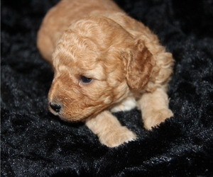 Medium Goldendoodle (Miniature)