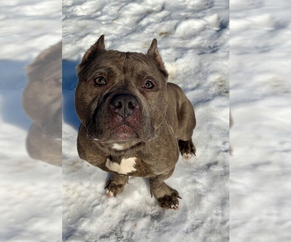 Medium Photo #1 Mutt Puppy For Sale in Center Township, PA, USA