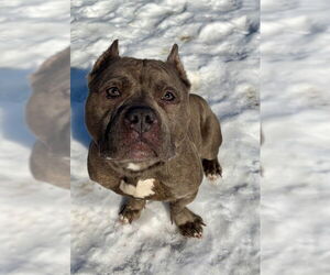 Mutt Dogs for adoption in Center Township, PA, USA