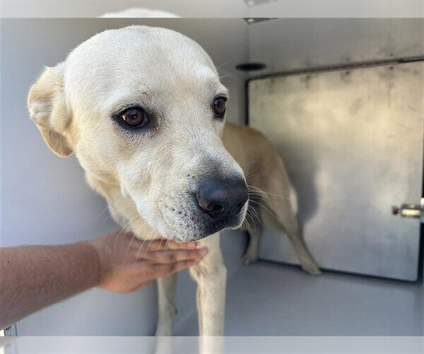 Medium Photo #1 Labrador Retriever-Unknown Mix Puppy For Sale in Houston, TX, USA