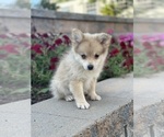 Small Photo #3 Pomeranian Puppy For Sale in CANOGA, NY, USA