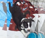 Small #3 American Staffordshire Terrier-Catahoula Leopard Dog Mix
