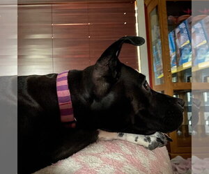 Persephone - Female Mutt Dog for Adoption - Photo #17