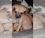 Small Photo #14 Chihuahua-Unknown Mix Puppy For Sale in Spring, TX, USA