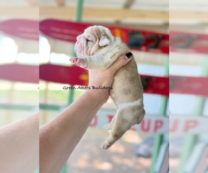 English Bulldog Puppy for sale in OOLOGAH, OK, USA