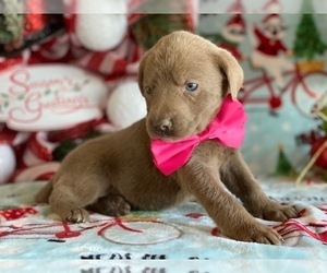 Labrador Retriever Puppy for sale in LANCASTER, PA, USA
