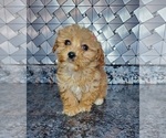 Small Photo #2 Cockapoo-Poodle (Miniature) Mix Puppy For Sale in GOSHEN, IN, USA