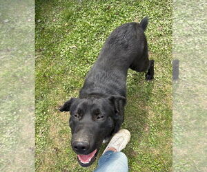 Border Collie-Chinese Shar-Pei Mix Dogs for adoption in Rootstown, OH, USA