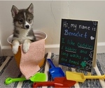 Small #8 Pomsky-Shiba Inu Mix