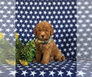 Poodle (Miniature) Puppy for Sale in LANCASTER, Pennsylvania USA