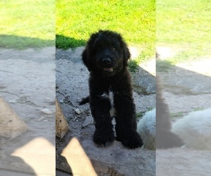 Pyredoodle Puppy for sale in GUTTENBERG, IA, USA