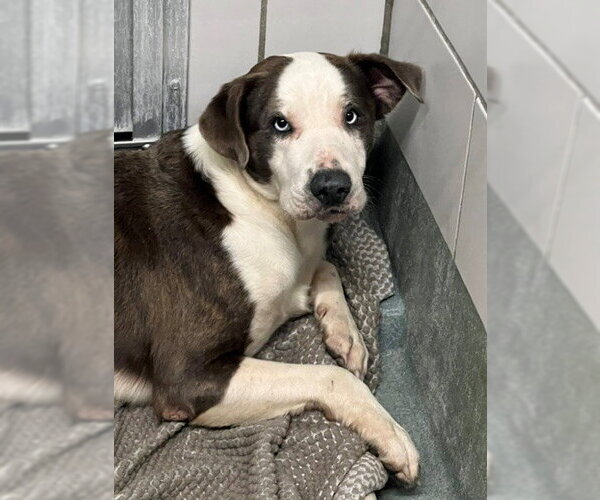 Medium Photo #1 Mutt Puppy For Sale in Baytown, TX, USA