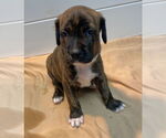 Small #2 Mountain Cur-Plott Hound Mix