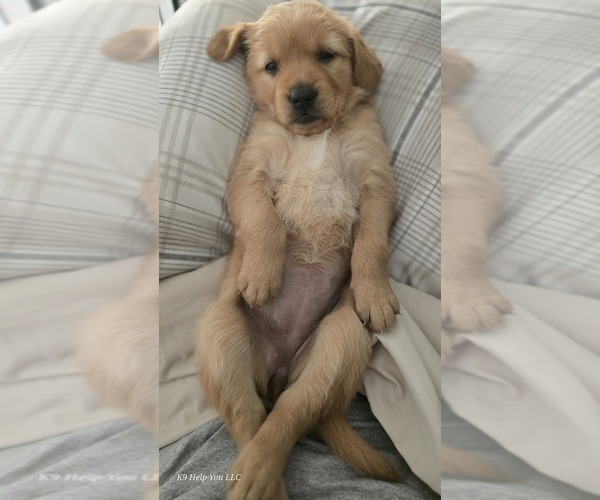 Medium Photo #6 Golden Retriever Puppy For Sale in FORT COLLINS, CO, USA