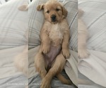 Small #5 Golden Retriever