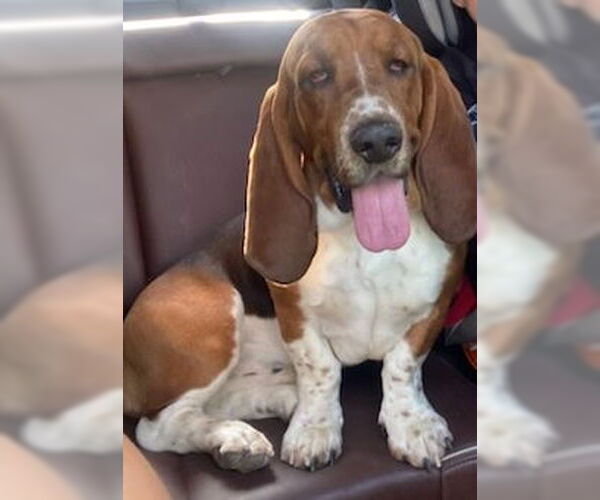 Medium Photo #1 Basset Hound Puppy For Sale in Petaluma, CA, USA
