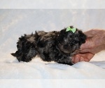 Small #6 ShihPoo