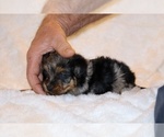 Small Photo #7 Poodle (Toy)-YorkiePoo Mix Puppy For Sale in DYERSBURG, TN, USA