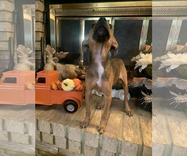 Medium Photo #5 Chipin Puppy For Sale in Wakefield, RI, USA