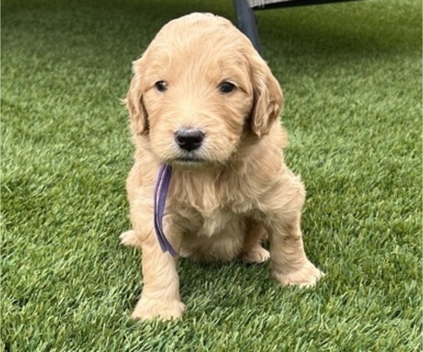 Medium Photo #5 Goldendoodle Puppy For Sale in PHOENIX, AZ, USA
