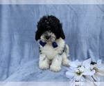 Small #3 Cavapoo (Miniature)