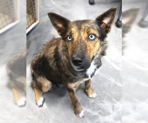Siberian Husky-Unknown Mix Dogs for adoption in Thief River Falls, MN, USA